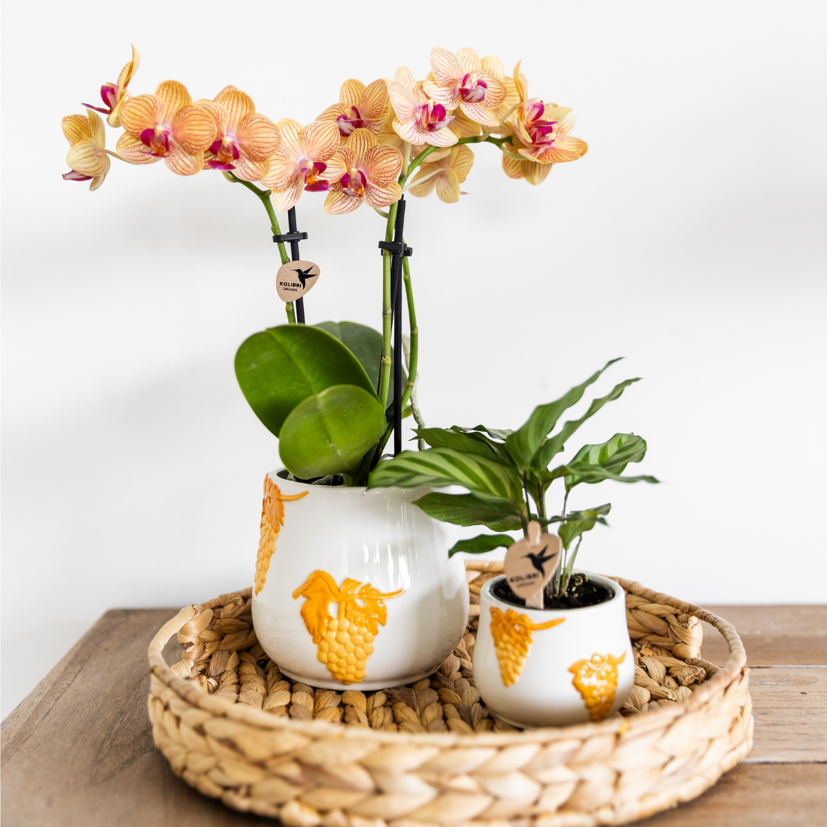 Oranje Phalaenopsis orchidee - Jamaica - Ø9cm