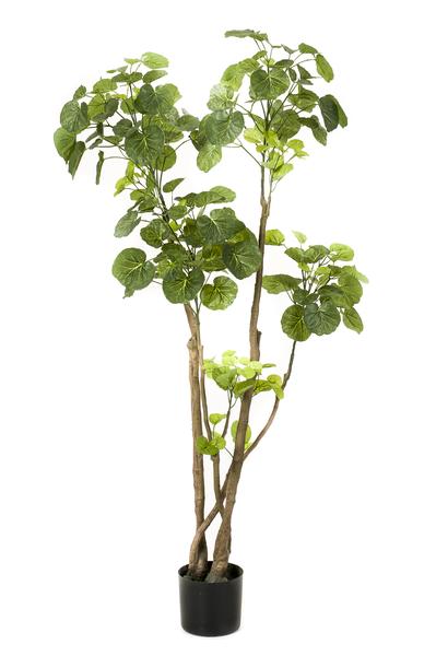 Polyscias - Aralia - Kunstplant - ↨140cm