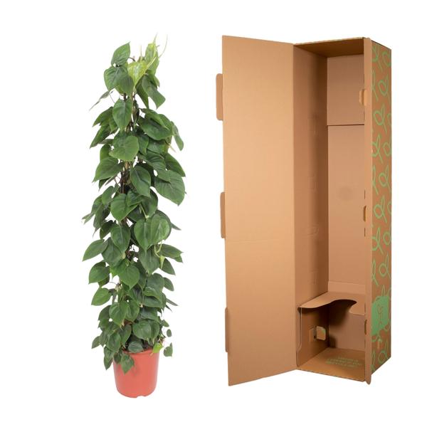 Philodendron Scandens gaasrek - ↨150cm - Ø27cm
