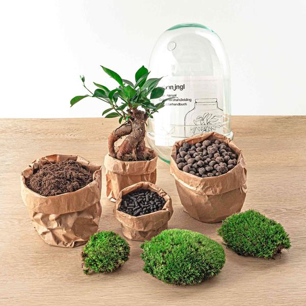 DIY terrarium - Egg Bonsai - ↨25cm