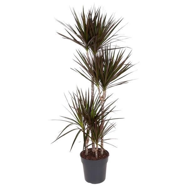 Dracaena Magenta - ↨150cm - Ø27cm