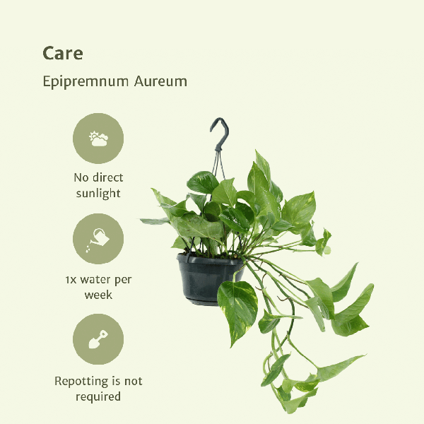 Epipremnum Aureum - Scindapsus - 2 stuks - ↨25cm - Ø15cm
