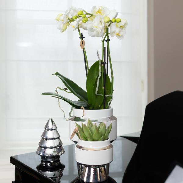 Set van witte orchidee en Succulent op zilveren dienblad