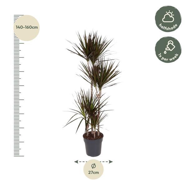 Dracaena Magenta - ↨150cm - Ø27cm