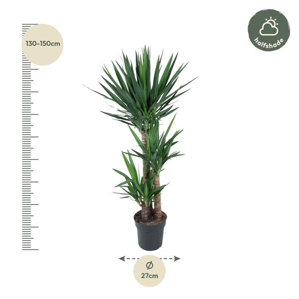 Yucca Elephantipe - ↨140cm - Ø27cm