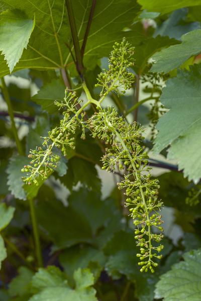 Blauwe druif - Vitis vinifera 'Boskoop Glory' - ↨45cm - Ø13cm