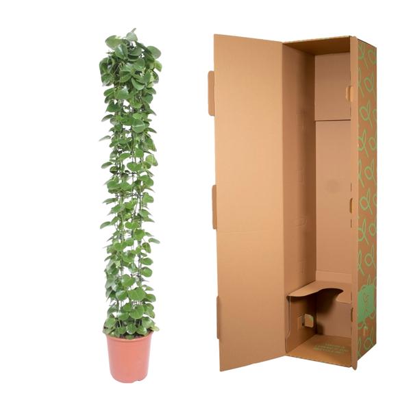 Cissus rotundifolia gaasrek - ↨160cm - Ø27cm