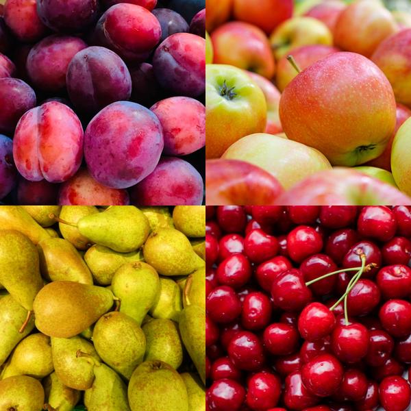 Biologische Fruitbomen set van 4 - Appel, Peer, Kers en Pruim - ↨60cm - Ø20