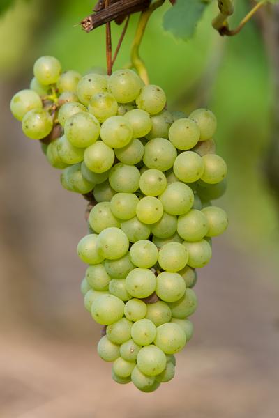 Witte druif - Vitis vinifera 'Johanniter' - ↨45cm - Ø13cm