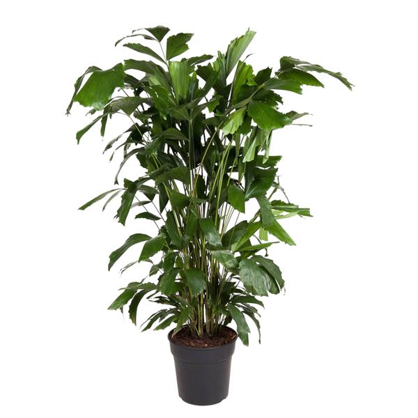 Caryota Mitis - ↨140cm - Ø27cm