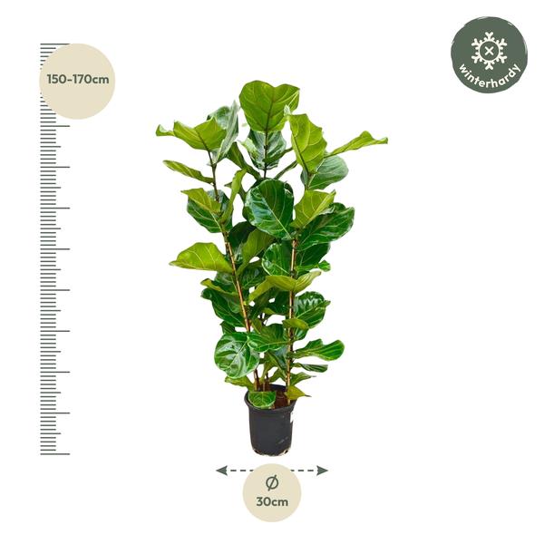 Ficus Lyrata struik - ↨160cm - Ø30cm