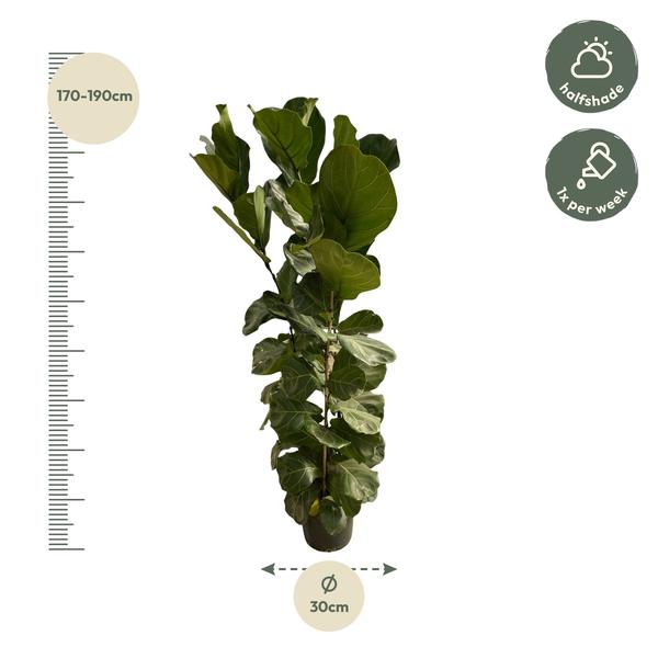 Ficus Lyrata struik - ↨170cm - Ø30cm