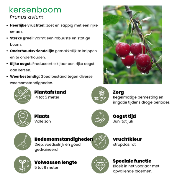 Biologische Kersenboom Prunus Avium - ↨60cm - Ø20