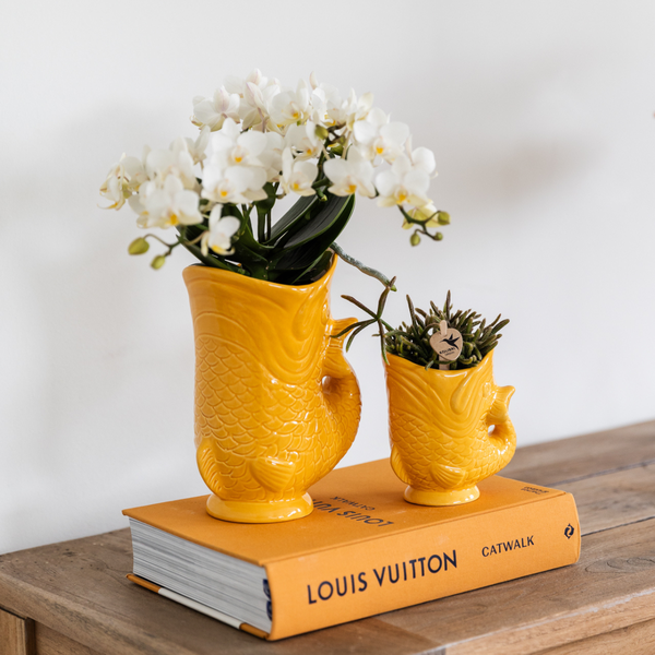 Set van witte orchidee Nazaré en succulent in Fish sierpot oranje - potmaat Ø9cm & Ø6cm