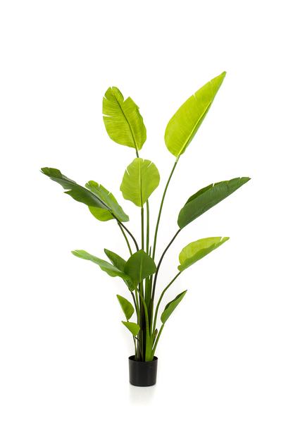Strelitzia Nicolai - Paradijsvogelbloem - Kunstplant - ↨150 cm
