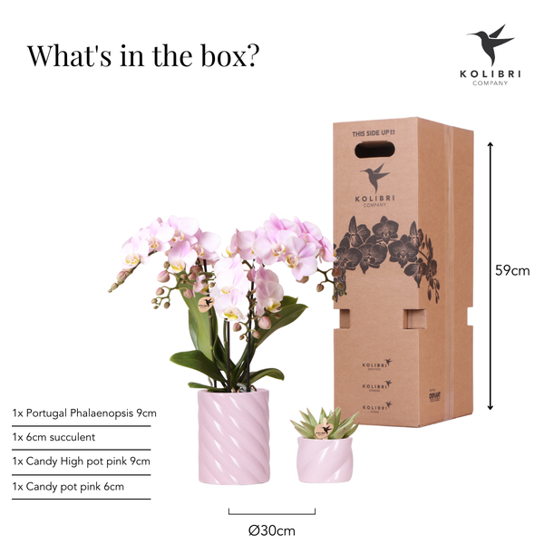 Plantenset Candy - Roze Phalaenopsis Orchidee Portugal en Succulent incl. keramieken sierpotten