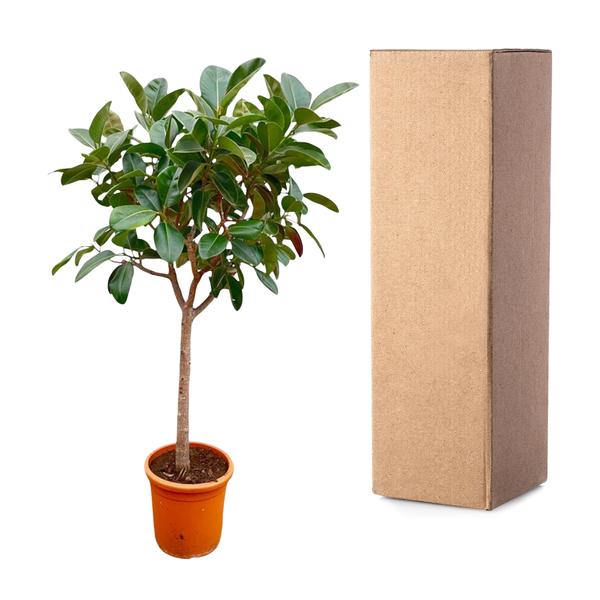 Ficus Elastica Robusta op stam - ↨210cm - Ø40cm