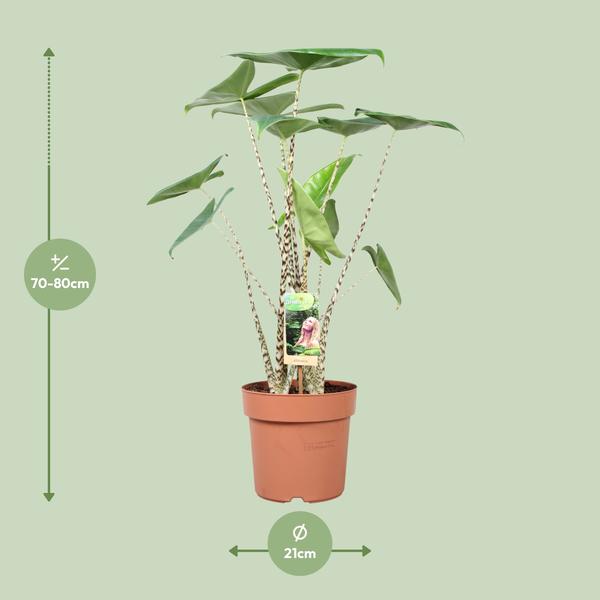 Alocasia Zebrina - ↨80cm - Ø21cm