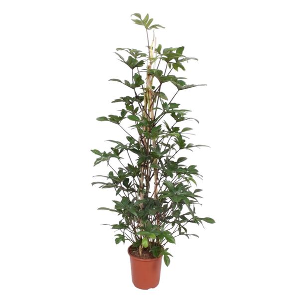 Philodendron Pedatum gaasrek - ↨160cm - Ø27cm