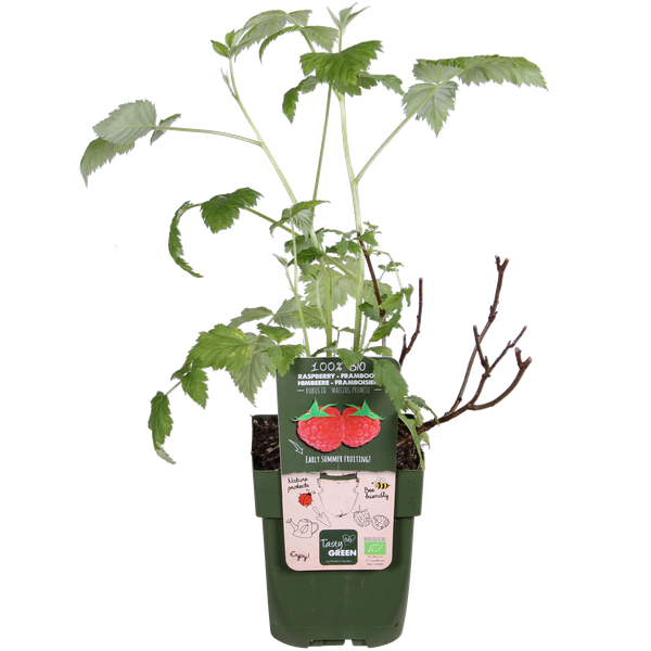 Framboos - Rubus idaeus 'Malling Promise' - ↨45cm - Ø13cm