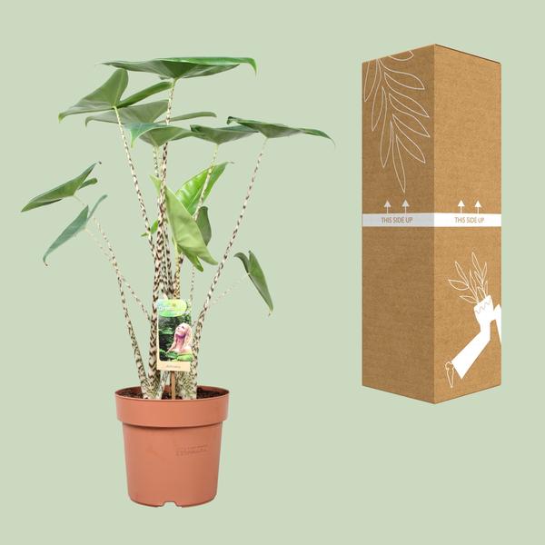 Alocasia Zebrina - ↨80cm - Ø21cm