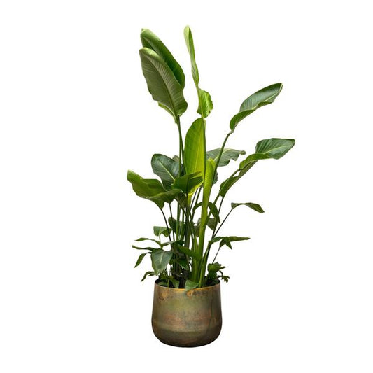 Strelitzia Nicolai de luxe XXL - ↨250cm - Ø40cm