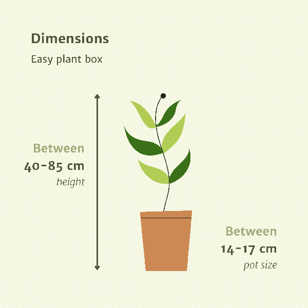 Makkelijke plantenbox - 4 kamerplanten - ↨40 a 85cm - Ø14 a 17cm