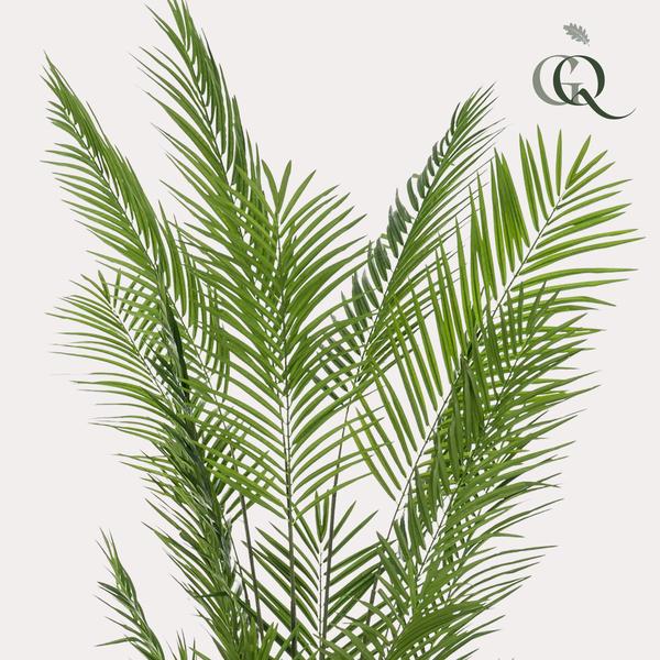 Areca Lutescens - Goudpalm - Kunstplant - ↨240cm