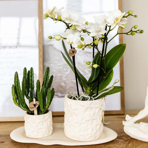Plantenset Star Fish - Witte Phalaenopsis Orchidee Lausanne en Succulent incl. keramieken sierpotten op wit organisch dienblad
