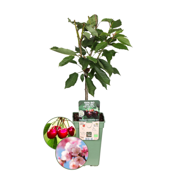 Biologische Kersenboom Prunus Avium - ↨60cm - Ø20