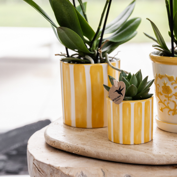 Plantenset Mediterranean Sunset - Witte Phalaenopsis Orchidee Lausanne en Succulenten incl. keramieken sierpotten