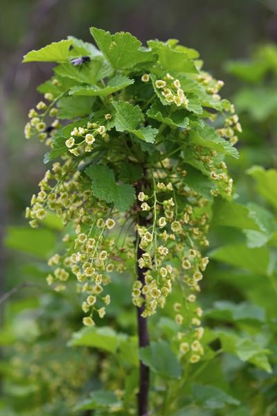 Aalbes - Ribes rubrum 'Jonkheer van Tets' - ↨45cm - Ø13