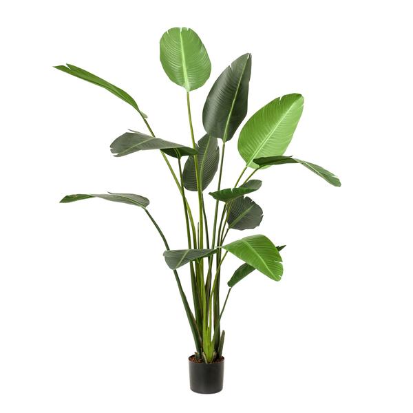 Strelitzia Nicolai - Paradijsvogelbloem - Kunstplant - ↨230cm