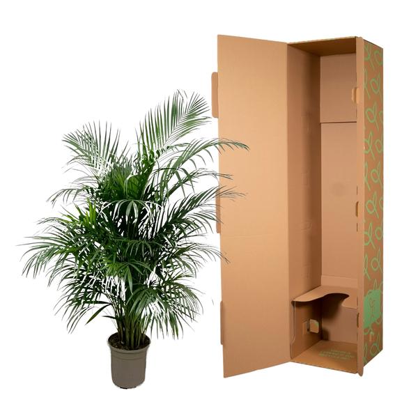 Dypsis Lutescens (Areca palm) - ↨150cm - Ø24cm