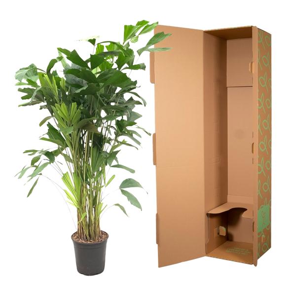 Caryota Mitis - ↨140cm - Ø24cm
