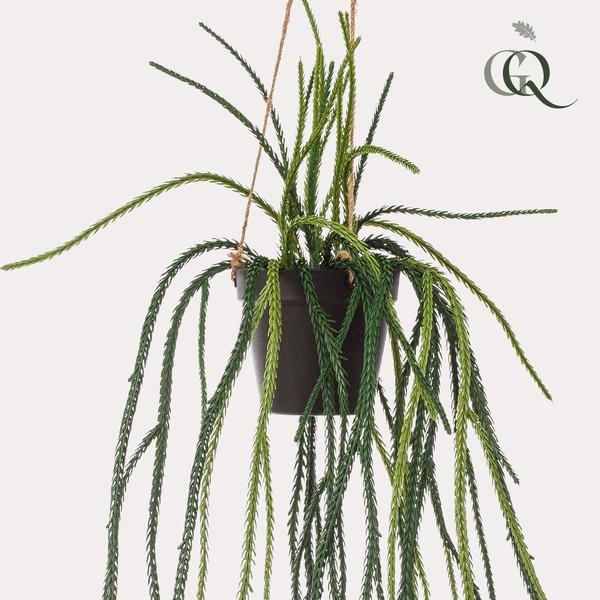 Rhypsalis - Koraalcactus - Kunstplant - ↨85 cm