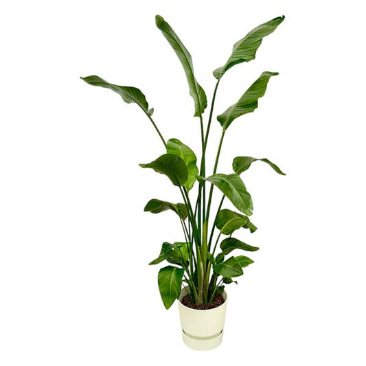 Strelitzia Nicolai - incl. bloempot Wit - ↨180cm - Ø30cm