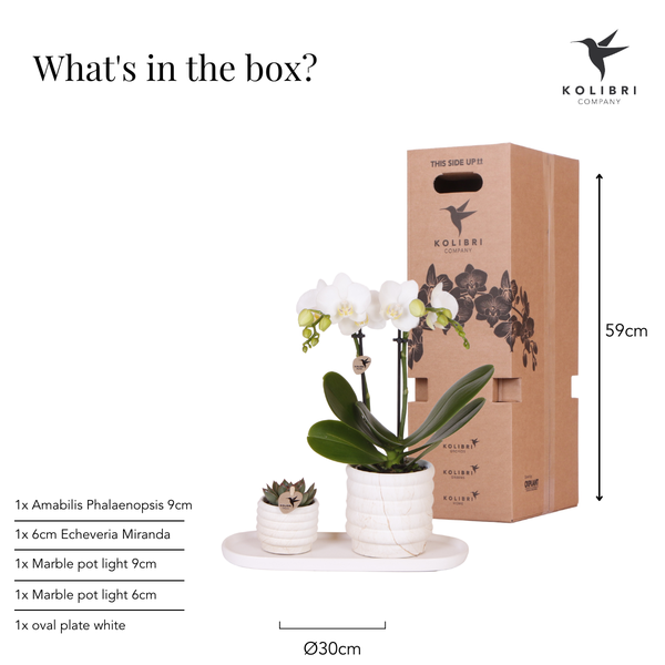 Plantenset Slow Living - Witte Phalaenopsis Orchidee Lausanne en Succulent incl. keramieken sierpotten op wit organisch dienblad