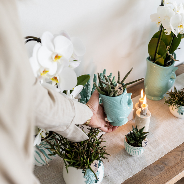 Planten set Fish Turquoise - Witte Phalaenopsis orchidee Amabilis Ø9cm en groene plant Succulent Crassula Hobbit Ø6cm