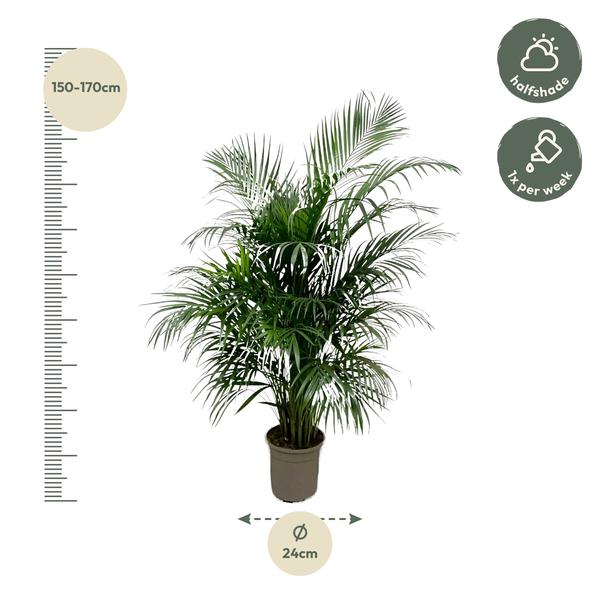 Dypsis Lutescens (Areca palm) - ↨150cm - Ø24cm
