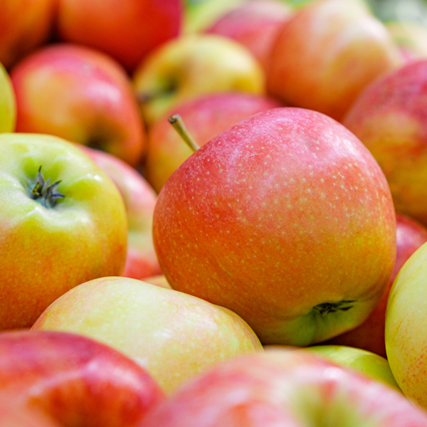 Biologische Appelboom Malus - ↨60cm - Ø20