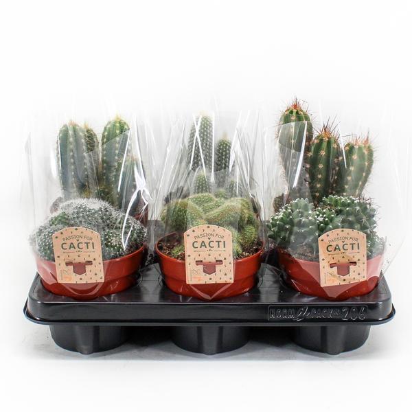 Cactus Mix - 6 stuks - ↨20cm - Ø12cm