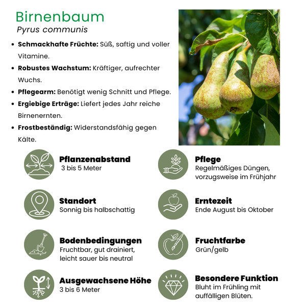 Biologische Perenboom Pyrus - ↨60cm - Ø20