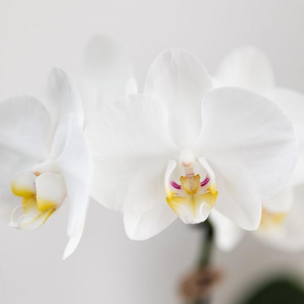 Set van witte Phalaenopsis orchidee Amabilis en Succulent Crassula Hobbit in Painted Stripe pot blauw - potmaat Ø9cm + Ø6cm