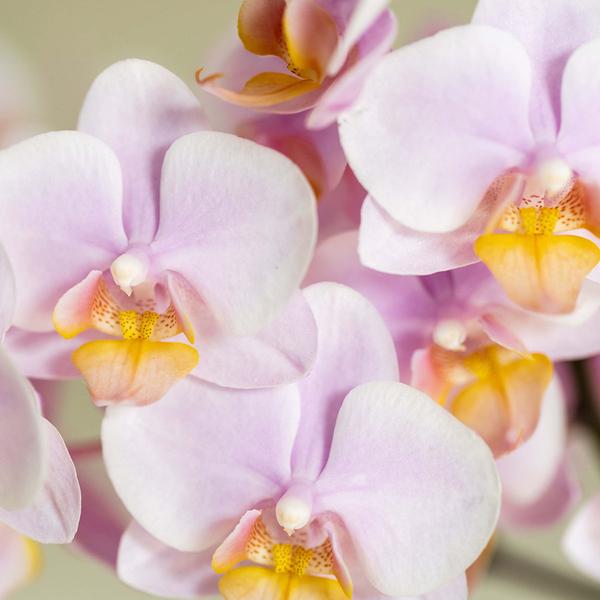 Plantenset Gradience Pink - Roze Phalaenopsis Orchidee Andorra en Succulent incl. keramieken sierpotten