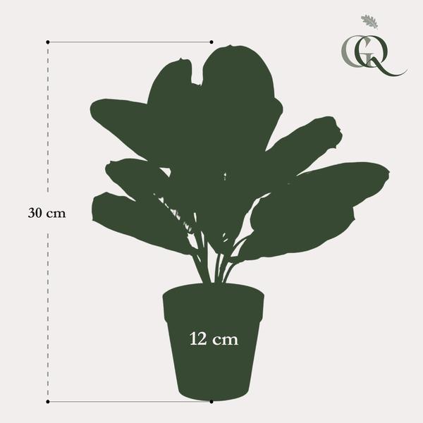 Marantha Fascinator - 10 gebodenplant - Kunstplant - ↨25cm