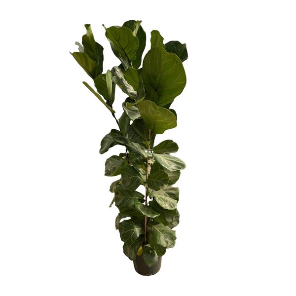 Ficus Lyrata struik - ↨170cm - Ø30cm