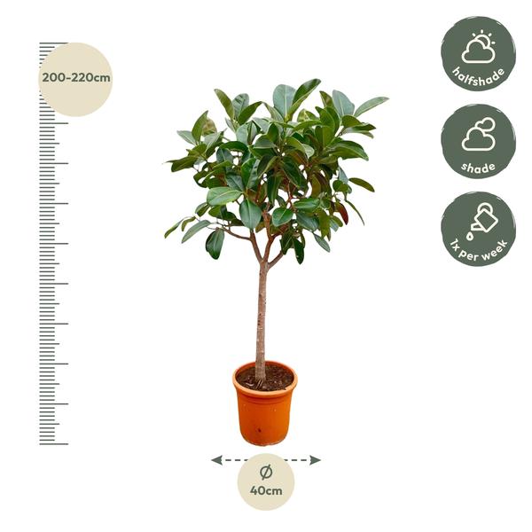 Ficus Elastica Robusta op stam - ↨210cm - Ø40cm