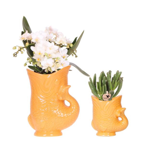 Set van witte orchidee Nazaré en succulent in Fish sierpot oranje - potmaat Ø9cm & Ø6cm