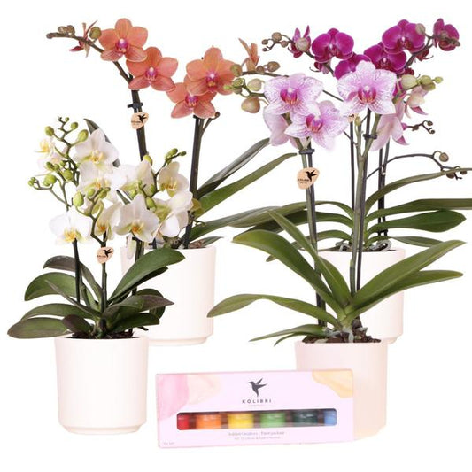 Bloempotten met Orchideeën (4 stuks) en Verfpakket - Voor 4 personen - Creatieve Workshop Set